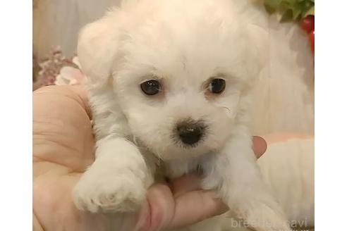 成約済の愛知県のビションフリーゼ-366419の2枚目