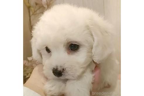 成約済の愛知県のビションフリーゼ-366420