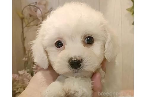 成約済の愛知県のビションフリーゼ-366420の7枚目