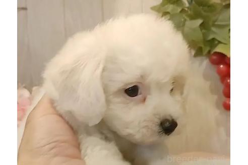 成約済の愛知県のビションフリーゼ-366420の6枚目