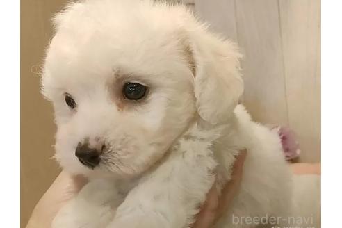 成約済の愛知県のビションフリーゼ-366420の5枚目