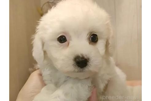 成約済の愛知県のビションフリーゼ-366420の4枚目