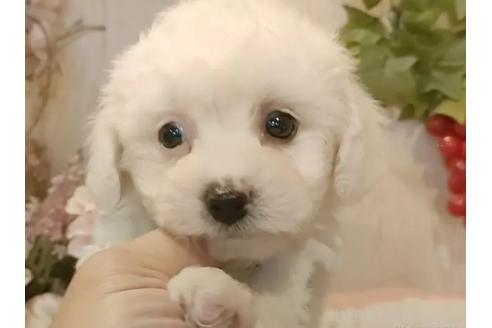 成約済の愛知県のビションフリーゼ-366420の3枚目