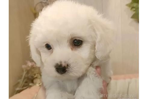 成約済の愛知県のビションフリーゼ-366420の2枚目