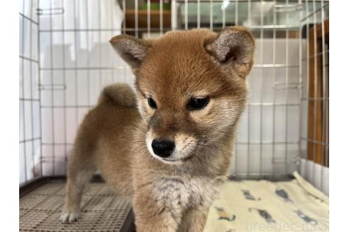 成約済の岡山県の柴犬-366435の5枚目