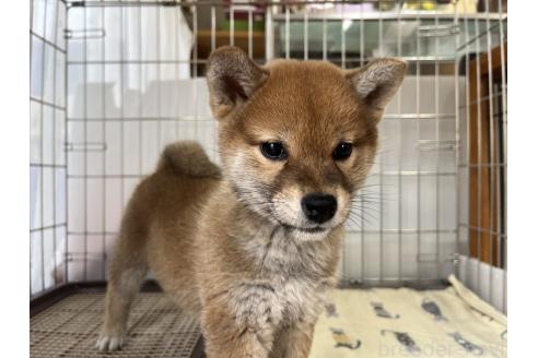 成約済の岡山県の柴犬-366435の4枚目