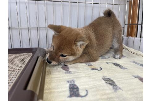 成約済の岡山県の柴犬-366435の3枚目