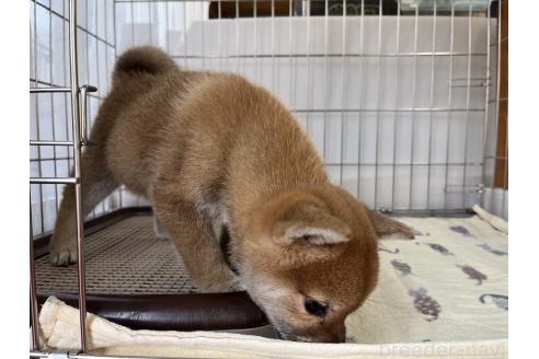 成約済の岡山県の柴犬-366435の2枚目