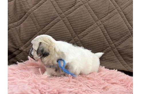 成約済の三重県のチワマル:チワワ×マルチーズ-366461の7枚目