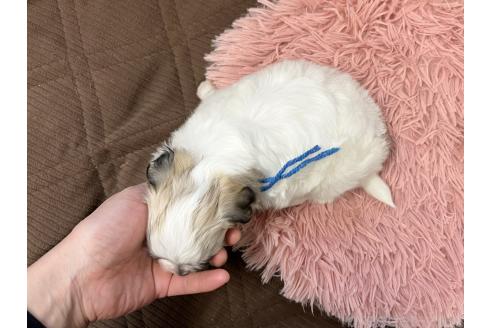 成約済の三重県のチワマル:チワワ×マルチーズ-366461の4枚目