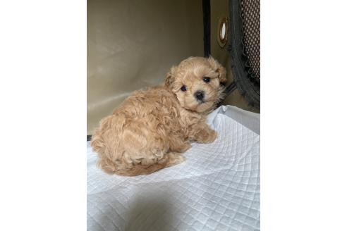 成約済の岡山県のミックス犬-366468の7枚目
