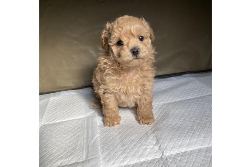 成約済の岡山県のミックス犬-366468の6枚目