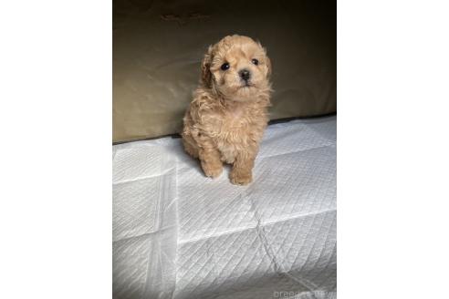 成約済の岡山県のミックス犬-366468の5枚目