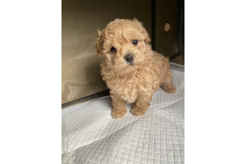 成約済の岡山県のミックス犬-366468の3枚目