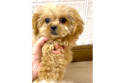 成約済の奈良県のミックス犬-356784の5枚目