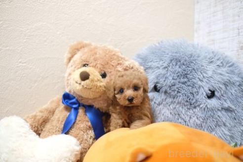成約済の滋賀県のトイプードル-366496の4枚目