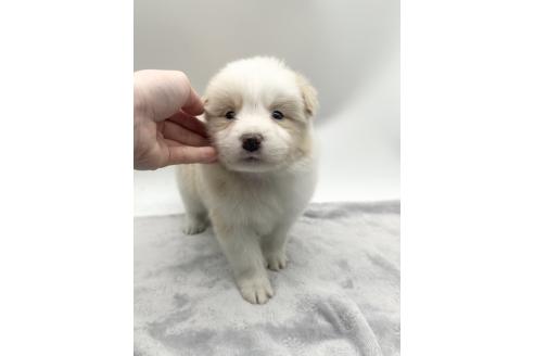 成約済の愛知県のボーダーコリー-363893の1枚目