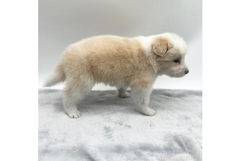 成約済の愛知県のボーダーコリー-363893の5枚目