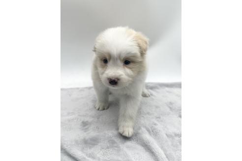 成約済の愛知県のボーダーコリー-363893の2枚目