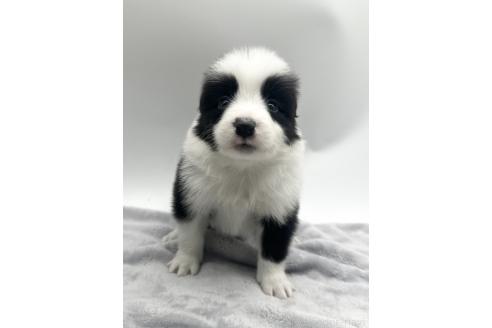 成約済の愛知県のボーダーコリー-363895