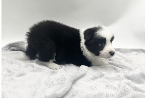 成約済の愛知県のボーダーコリー-363895の4枚目