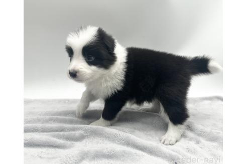 成約済の愛知県のボーダーコリー-363895の3枚目