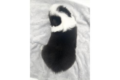 成約済の愛知県のボーダーコリー-363895の2枚目