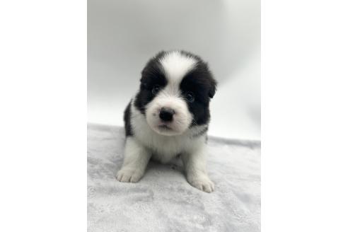 成約済の愛知県のボーダーコリー-363898の1枚目