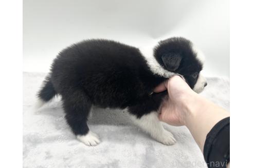 成約済の愛知県のボーダーコリー-363898の4枚目