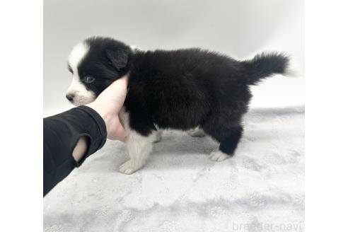 成約済の愛知県のボーダーコリー-363898の3枚目