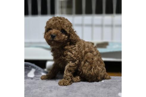 成約済の岡山県のトイプードル-362130の13枚目