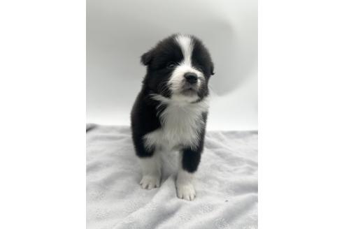 成約済の愛知県のボーダーコリー-363899の9枚目