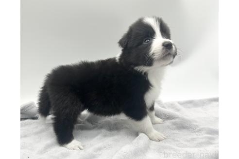 成約済の愛知県のボーダーコリー-363899の8枚目