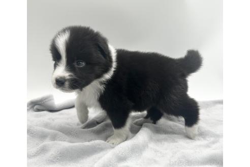 成約済の愛知県のボーダーコリー-363899の7枚目