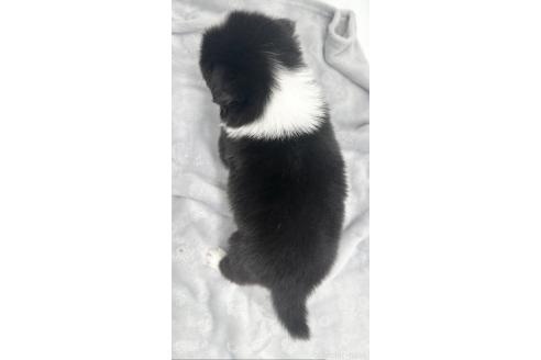 成約済の愛知県のボーダーコリー-363899の6枚目