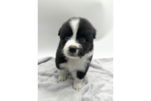 成約済の愛知県のボーダーコリー-363899の5枚目