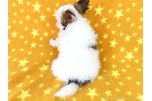 成約済の千葉県のパピヨン-361332の11枚目