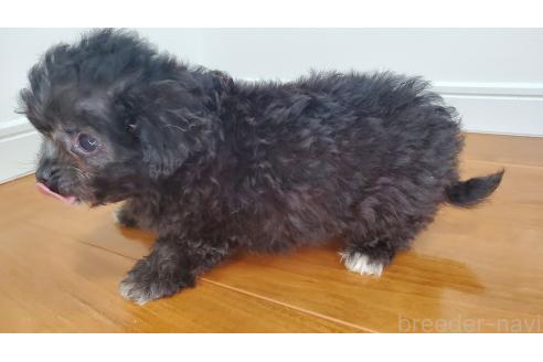 成約済の岐阜県のチワプー:チワワ×トイプードル-360040の8枚目
