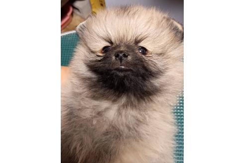 成約済の静岡県のポメラニアン-363773の8枚目