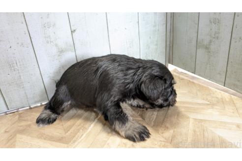 成約済の熊本県のミニチュアシュナウザー-364200の7枚目