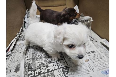 成約済の愛知県のミックス犬-366547の6枚目