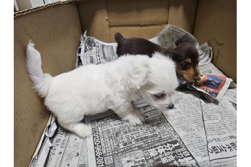 成約済の愛知県のミックス犬-366547の4枚目