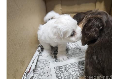 成約済の愛知県のミックス犬-366547の2枚目