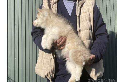 成約済の岐阜県のシベリアンハスキー-366561の6枚目
