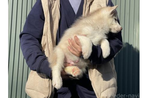 成約済の岐阜県のシベリアンハスキー-366561の5枚目