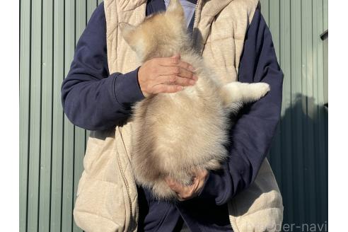 成約済の岐阜県のシベリアンハスキー-366561の4枚目