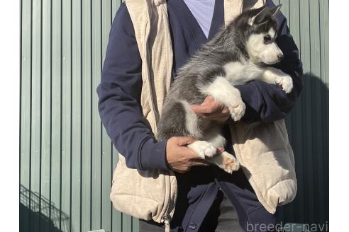 成約済の岐阜県のシベリアンハスキー-366567の3枚目