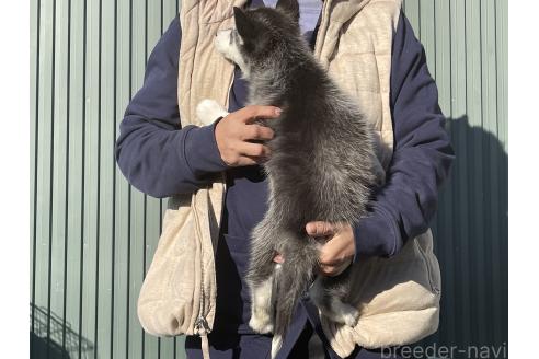 成約済の岐阜県のシベリアンハスキー-366567の2枚目