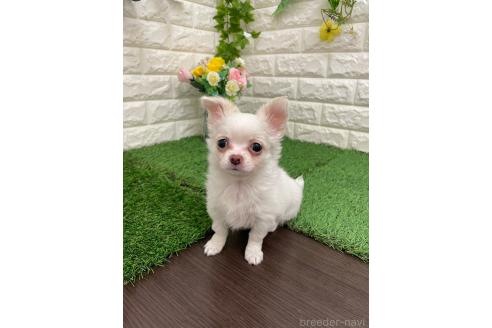 成約済の岡山県のチワワ(ロングコート)-366170の10枚目
