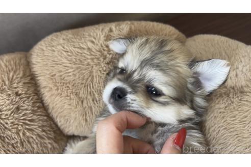 成約済の広島県のポメチワ:ポメラニアン×チワワ-365134の3枚目